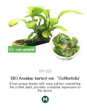 BIO Anubias barteri var. ‘Coffeefolia'