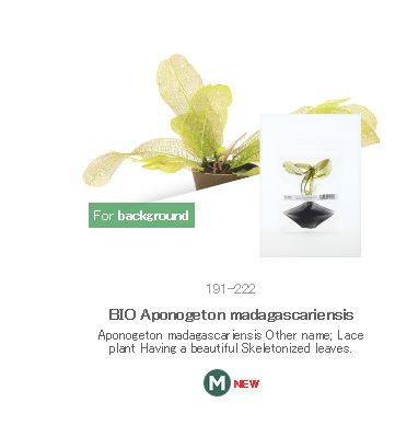 BIO Aponogeton madagascariensis