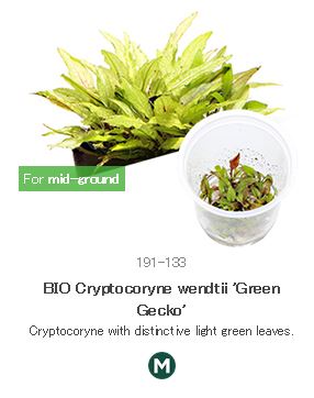 BIO Cryptocoryne wendtii 'Green Gecko'