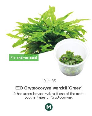 BIO Cryptocoryne wendtii 'Green'