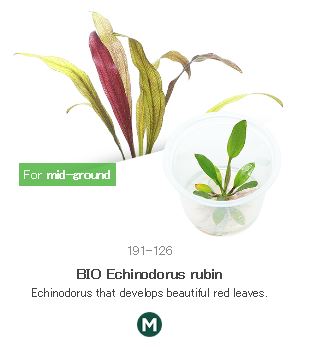 BIO Echinodorus rubin