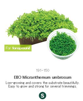 BIO Micranthemum umbrosum