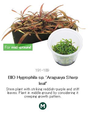 BIO Hygrophila sp. \'Araguaya Sharp leaf\'