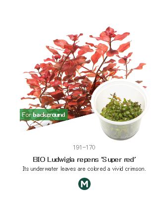 BIO Ludwigia repens 'Super red'