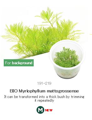 BIO Myriophyllum mattogrossense