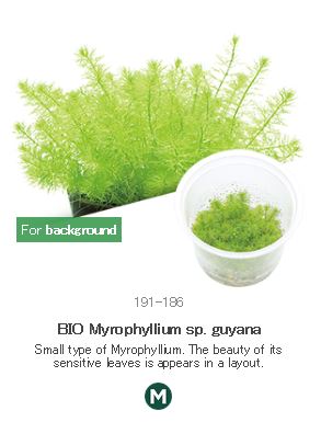 BIO Myrophyllium sp. guyana