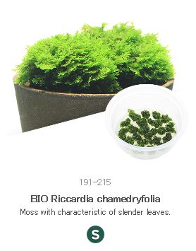BIO Riccardia chamedryfolia
