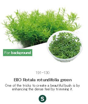 BIO Rotala rotundifolia green