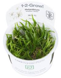 1-2-GROW! Helanthium tenellum 'Green'