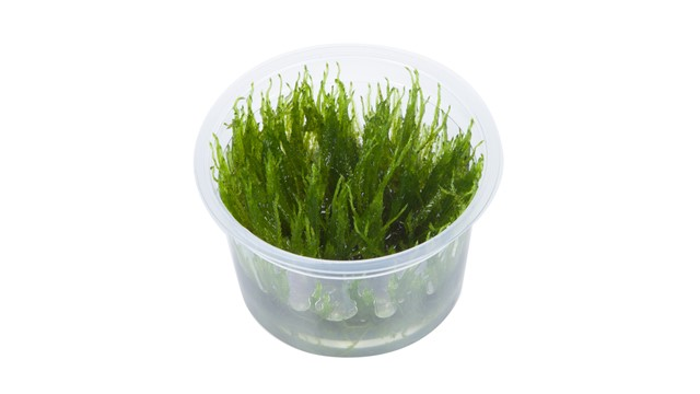 1-2-GROW!  Taxiphyllum \'Taiwan moss\'